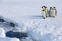 Emperor penguin (Aptenodytes forsteri) huddled up, waiting to go into sea, Gould Bay, Weddell Sea, Antarctica