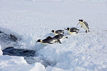 Emperor penguins (Aptenodytes forsteri) entering the sea, Gould Bay, Weddell Sea, Antarctica