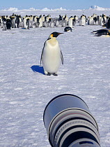 Canon camera  long lens of wildlife photographer Sue Flood (out of shot) photographing Emperor penguins (Aptenodytes forsteri) at Snow Hill Island rookery, Weddell Sea, Antarctica. October 2008.