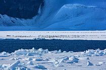 Emperor penguin (Aptenodytes forsteri) chicks on sea ice. The immature birds make their way across the fast ice and assemble in huge numbers on the ice edge waiting to go to sea, Ross Sea, Antarctica.