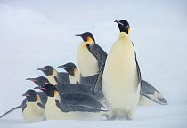 Emperor penguins (Aptenodytes forsteri) huddle together in snow storm near Snow Hill Island colony, Weddell Sea, Antarctica.