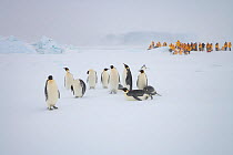 Emperor penguins (Aptenodytes forsteri) in snow storm, while tourists watch in background. Near Snow Hill Island colony in Weddell Sea, Antarctica