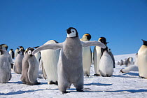 Emperor penguin (Aptenodytes forsteri) chick flapping wings, Snow Hill Island rookery, Weddell Sea, Antarctica. November.