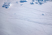 Aerial view of Emperor penguins (Aptenodytes forsteri) toboganning in the snow, Snow Hill Island, Weddell Sea, Antarctica,