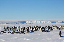 Emperor penguin (Aptenodytes forsteri) wide angle view of colony. Gould Bay, Weddell Sea, Antarctica.