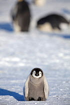 Emperor penguin (Aptenodytes forsteri) very young chick on sea ice, Gould Bay, Weddell Sea, Antarctica.