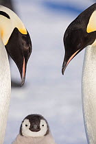 Emperor Penguin aka (Aptenodytes forsteri) adult penguins with their chick, Weddell Sea, Gould Bay, Antarctica.