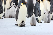 Emperor penguin (Aptenodytes forsteri) chick on feet of adult, with older chick nearby. Snow Hill Island rookery, Weddell Sea, Antarctica.