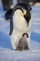 Emperor penguin (Aptenodytes forsteri) adult with young chick, Gould Bay, Weddell Sea, Antarctica
