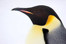 Emperor penguin (Aptenodytes forsteri) close up view of adult. Snow Hill Island rookery, Antarctica. October.