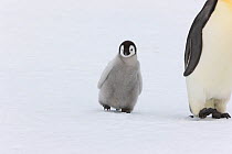 Emperor penguin (Aptenodytes forsteri) with young chick, Snow Hill Island rookery, Antarctica. October.