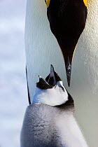Emperor penguin (Aptenodytes forsteri) feeding young chick, Snow Hill Island rookery, Antarctica. October. Sequence 1 of 3