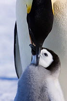 Emperor penguin (Aptenodytes forsteri) feeding young chick, Snow Hill Island rookery, Antarctica. October. Sequence 2 of 3