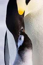 Emperor penguin (Aptenodytes forsteri) feeding young chick, Snow Hill Island rookery, Antarctica. October. Sequence 3 of 3