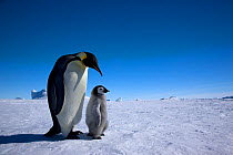 Emperor penguin (Aptenodytes forsteri) with young chick at Snow Hill Island rookery, Antarctica.