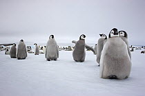 Emperor penguin (Aptenodytes forsteri) chicks in creche at Snow Hill Island rookery, Antarctica.