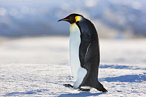 Emperor penguin (Aptenodytes forsteri) walking at Cape Colbeck, Ross Sea, Antarctica.