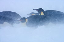 Emperor penguins (Aptenodytes forsteri) blizzard near Snow Hill Island colony in Weddell Sea, Antarctica.