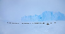 Emperor penguins (Aptenodytes forsteri) crossing sea ice in line in Weddell Sea, Antarctica.