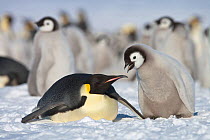 Emperor penguin (Aptenodytes forsteri) parent with chick begging for food at Snow Hill Island rookery, Weddell Sea, Antarctica, November.