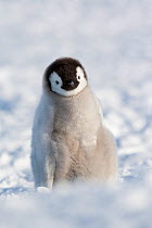 Emperor penguin (Aptenodytes forsteri) chick, Snow Hill Island rookery, Weddell Sea, Antarctica, November.