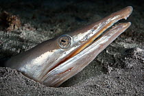 Snake eel (Ophisurus macrorhynchos) waiting to ambush prey, head poking out of sand. Sue, Wakayama Prefecture, Kansai, Honshu, Japan. February.