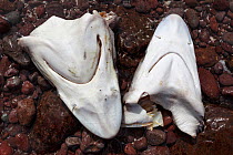 Shark heads discarded by fishermen on rocky beach. An island in the Sea of Cortez, Baja California, Mexico. February 2013.