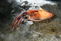 Firefly squid (Watasenia scintillans). Toyama Prefecture, Honshu, Japan. March.