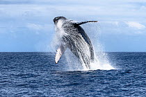 Southern humpback whale (Megaptera novaeangliae australis) breaching. Vava&#39;u, Tonga, South Pacific.