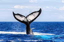 Southern humpback whale (Megaptera novaeangliae australis), fluke of male as he dives. Vava&#39;u, Tonga, South Pacific.