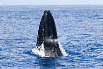 Southern humpback whale (Megaptera novaeangliae australis) breaching. Vava&#39;u, Tonga, South Pacific. Sequence 3/3