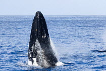 Southern humpback whale (Megaptera novaeangliae australis) breaching. Vava&#39;u, Tonga, South Pacific. Sequence 2/3.