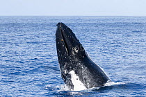 Southern humpback whale (Megaptera novaeangliae australis) breaching. Vava&#39;u, Tonga, South Pacific. Sequence 3/3.