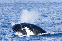 Southern humpback whale (Megaptera novaeangliae australis) executing face flop after breaching. Vava&#39;u, Tonga, South Pacific. Sequence 1/2.