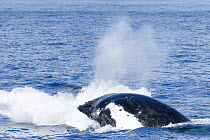 Southern humpback whale (Megaptera novaeangliae australis) executing face flop after breaching. Vava&#39;u, Tonga, South Pacific. Sequence 2/2.