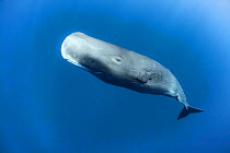 Sperm whale (Physeter macrocephalus), female. Roseau, Dominica, Caribbean Sea, Atlantic Ocean.