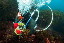 Ama diver searching for amongst seaweed with basket almost full with Sea snails (Turbo sazae). The basket can be exchanged by her husband at the surface. Futo Harbour, Izu Peninsula, Honshu, Japan. Ju...