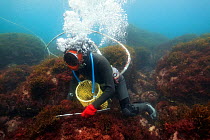 Ama diver searching for shellfish including Sea snails (Turbo sazae) amongst seaweed. Hose supplies diver with air and enables communication with husband at surface. Futo Harbour, Izu Peninsula, Honsh...