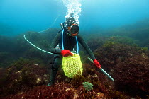 Ama diver searching for shellfish including Sea snails (Turbo sazae) amongst seaweed. Hose supplies diver with air and enables communication with husband at surface. Futo Harbour, Izu Peninsula, Honsh...