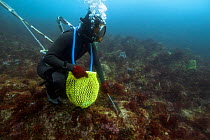 Ama diver searching rocks for shellfish including Sea snails (Turbo sazae) in decreasing visibility. Futo Harbour, Izu Peninsula, Honshu, Japan. June 2010.