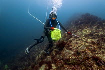 Ama diver searching rocks for shellfish including Sea snail (Turbo sazae). Futo Harbour, Izu Peninsula, Honshu, Japan. June 2010.