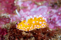 Nudibranch (Cadlinella ornatissima), yellow with pink tipped tubercles and white rhinophores. Japan. March.