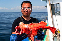 Fisherman holding Rockfish (Sebastes matsubarai) on boat, caught in deep sea. Suruga Bay, Shizuoka Prefecture, Honshu, Japan. April 2018.