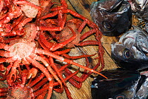 Many-spined king crab (Paralomis multispina) and fish heads used as bait to catch crabs, on deck of fishing boat. Caught at approximately 1000m in depth. Suruga Bay, Shizuoka Prefecture, Honshu, Japan...