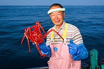 Fisherman holding deep-sea King crab (Lithodes turritus), caught at a depth of 1000m. Suruga Bay, Shizuoka Prefecture, Honshu, Japan. April 2018.