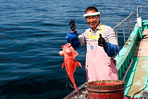 Fisherman holding deep-sea Rockcod (Sebastes matsubarai) on fishing boat. Suruga Bay, Shizuoka Prefecture, Honshu, Japan. April 2018.