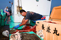 Fishermen, father and son, working aboard boat. Son organising the deep-sea King crab (Lithodes turritus) catch. Suruga Bay, Shizuoka Prefecture, Honshu, Japan. April 2018.