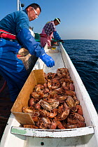 Fishermen on boat sorting through catch of Giant isopods (Bathynomus doederleinii) for use in foods such as senbei rice crackers or for display in aquaria. Suruga Bay, Shizuoka Prefecture, Honshu, Jap...