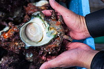 Sea snail (Turbo sazae) in hands of Ama diver. Futo Harbour, Izu Peninsula, Shizuoka Prefecture, Japan. June 2010.