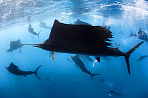 Indo-Pacific sailfish (Istiophorus platypterus) in feeding frenzy, with the remains of a previously large school of sardines (Sardina sp) in background. Isla Mujeres, Cancun, Mexico.